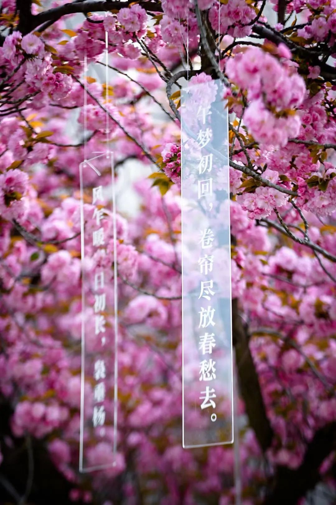 当千年长安，遇上百廿交大！西安交通大学：雨润风暖盛唐景，且待君同览！