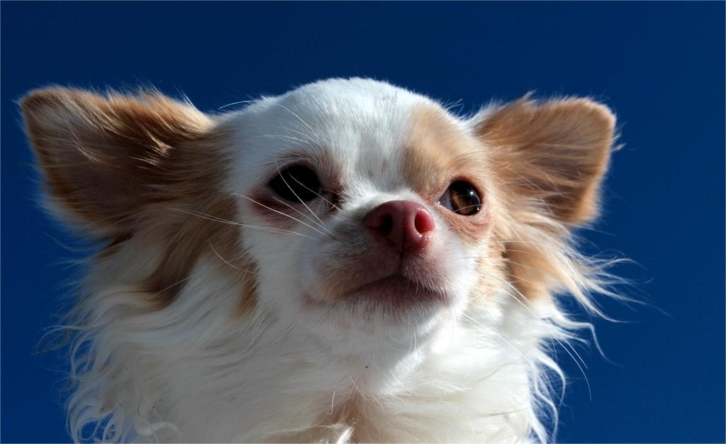 普安特宠物药解答：狗狗的结膜炎和角膜炎有什么区别