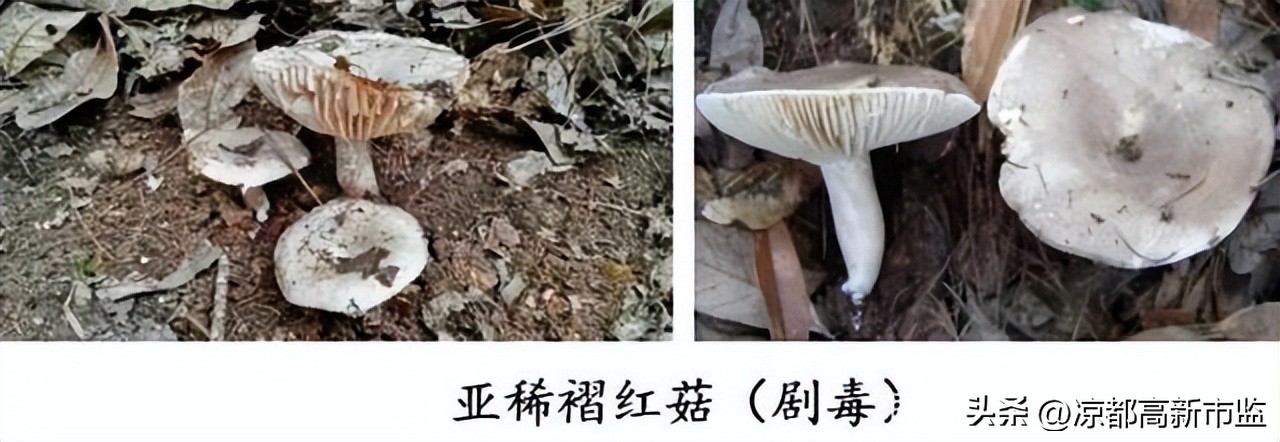 禁止食用有毒野生菌的小口诀,警惕毒蘑菇慎食野生菌