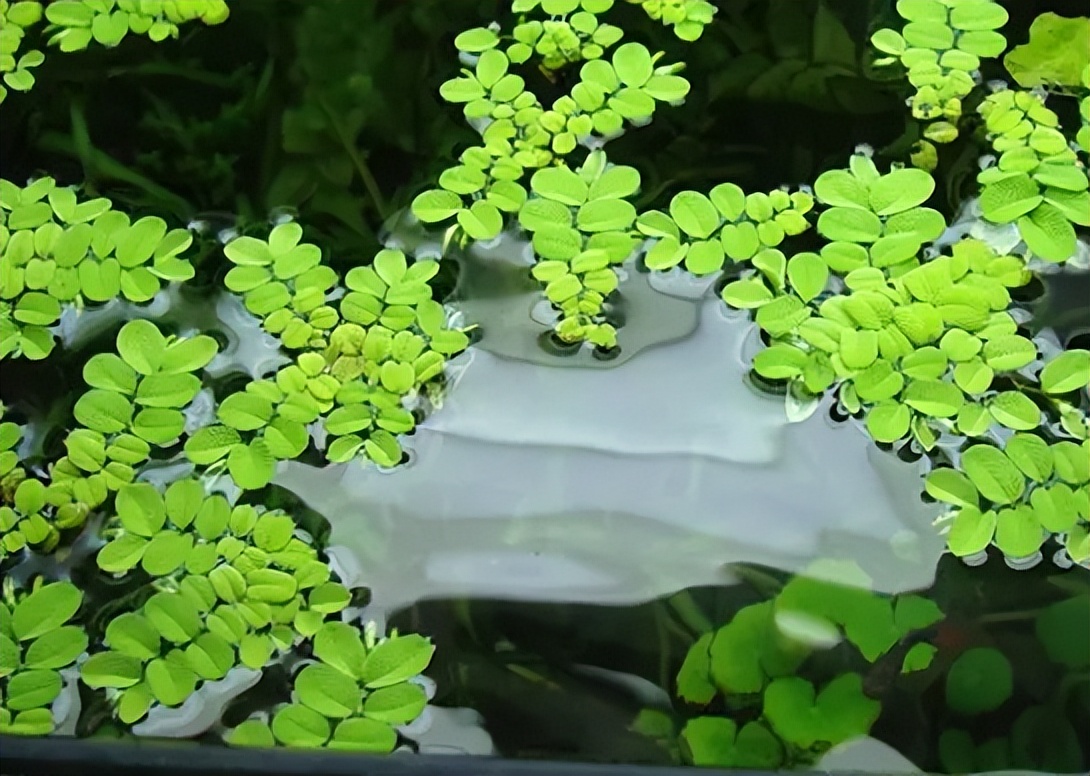 诗词鉴赏落在古诗词里初夏的雨,初夏的雨的古诗词