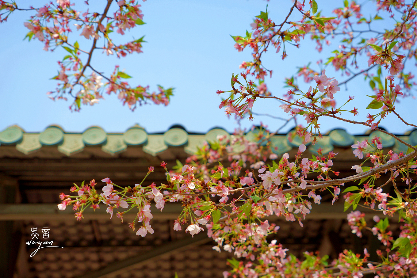 武汉看樱花半日游,武汉看樱花一日游