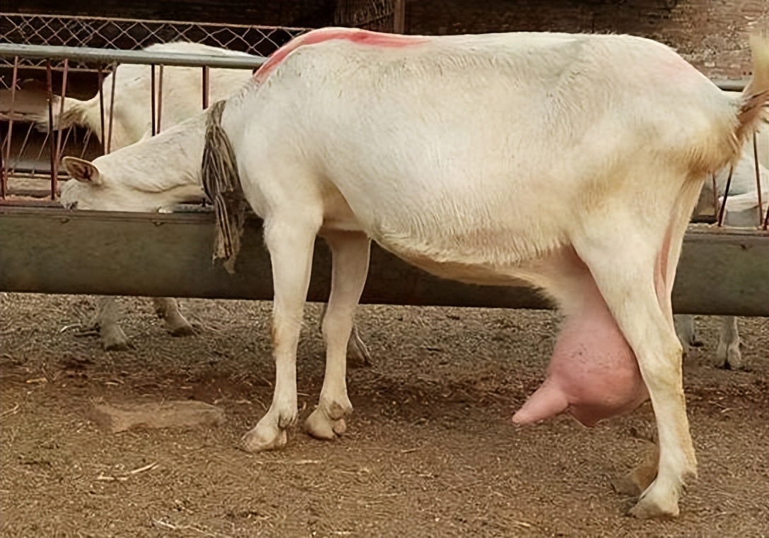 母羊乳房有硬块不吃草怎么办,母羊快下崽了还没下奶