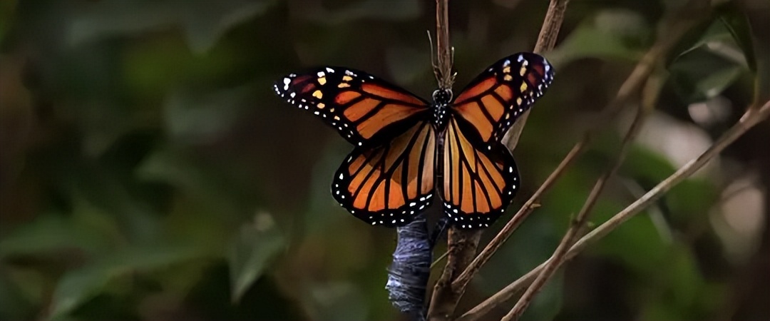 功夫2周星驰收官之作,周星驰成名之路解析