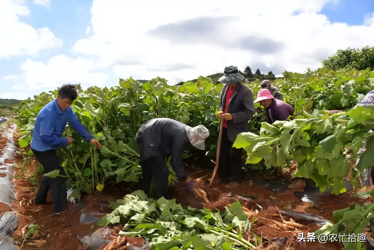 曾靠名字走红，一斤5元热卖，如今牛皮已吹破，市场上难见到
