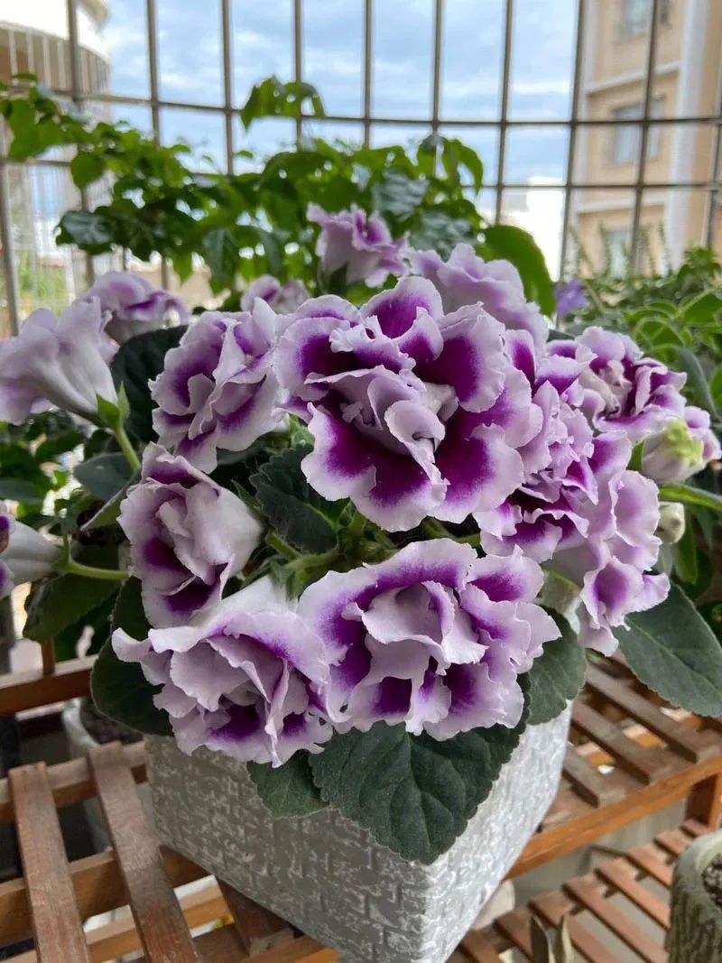 16种喜阴蔬菜,16种适合夏天养的花