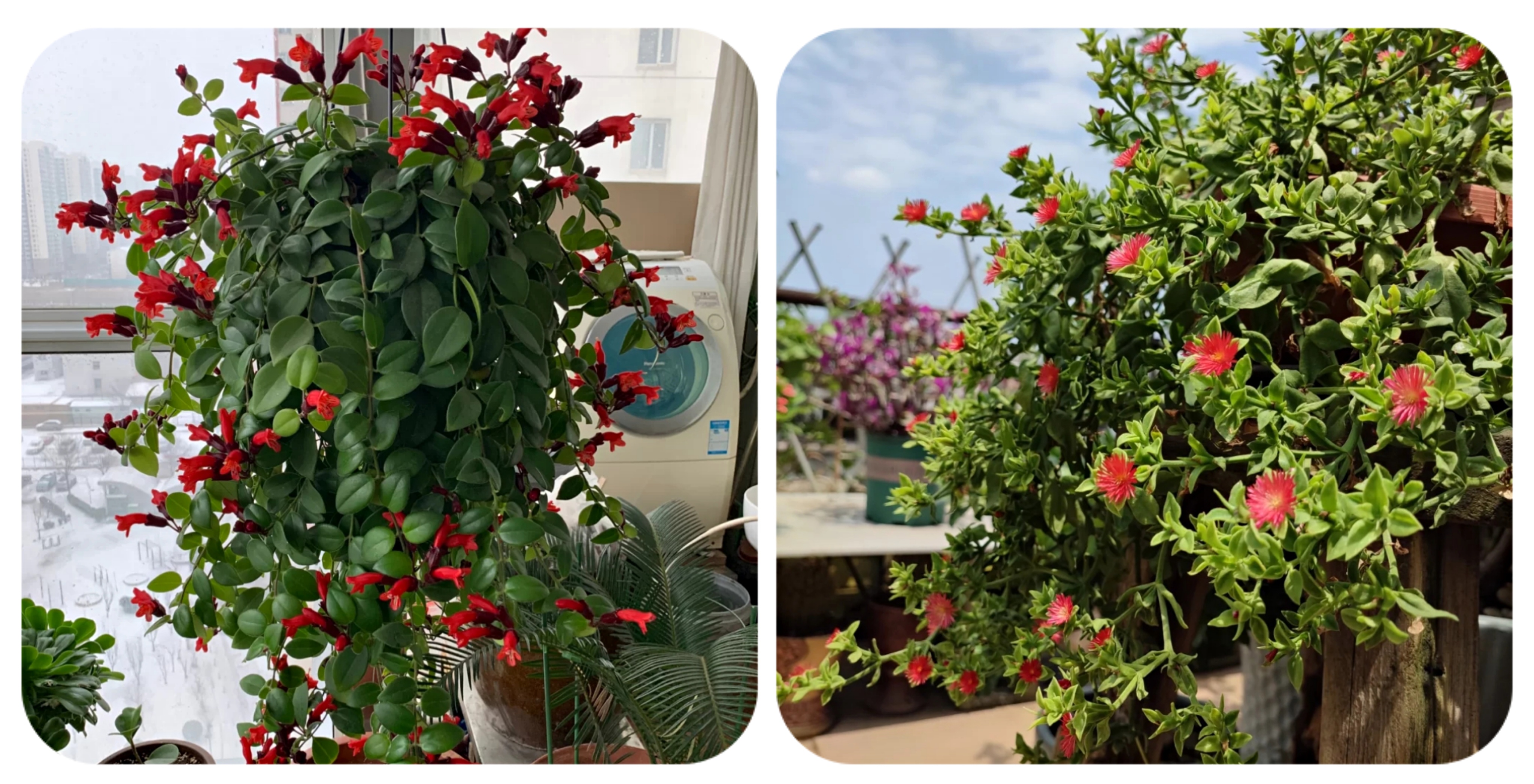 100个阳台养什么花好,100种阳台养的花草