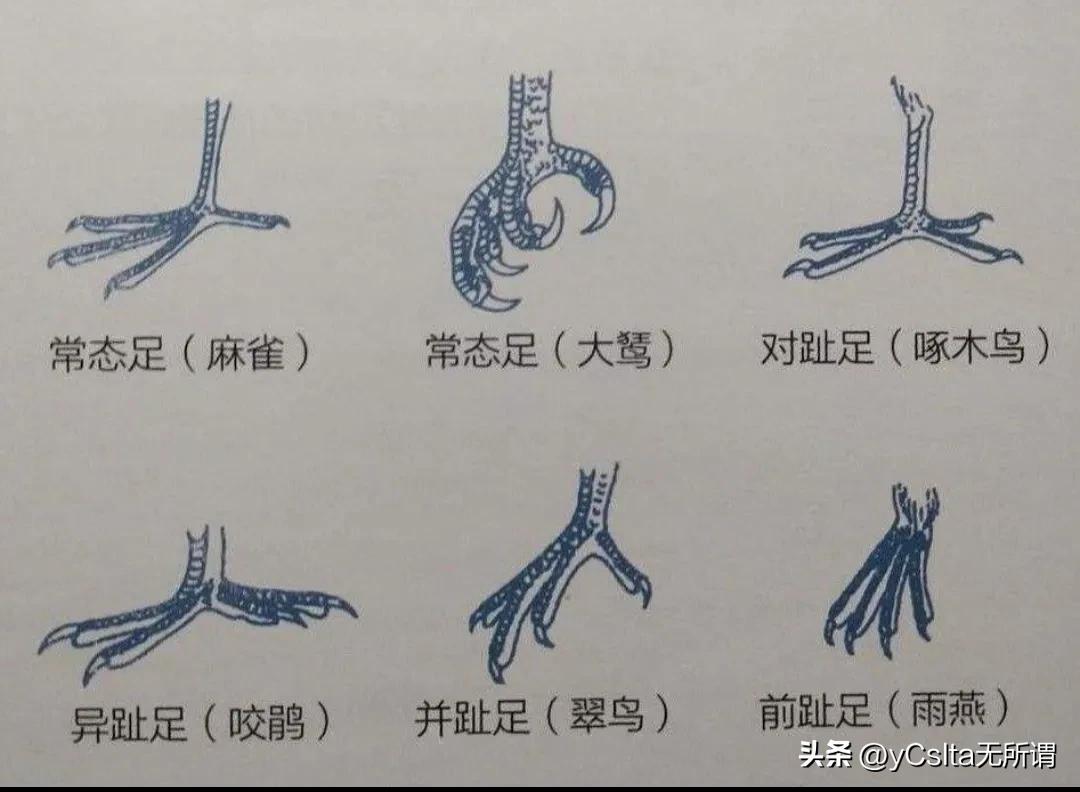 中国东北小兴安岭伊春鸟兽图鉴（鸟类）（一）
