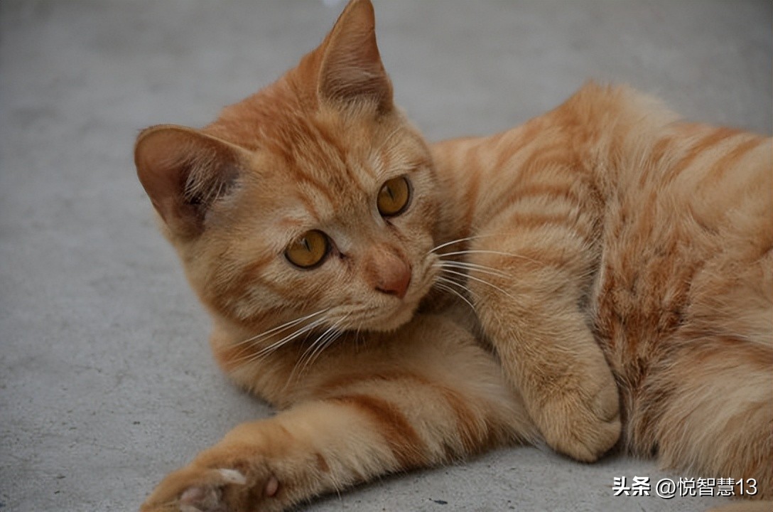 别人的猫不知什么味,我的猫却是酸的!(看完泪目)