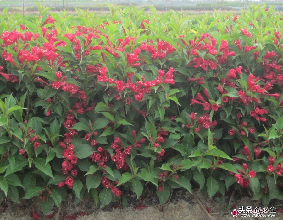 四季常青又耐寒又耐热的小灌木,什么灌木好看耐养又耐寒耐晒