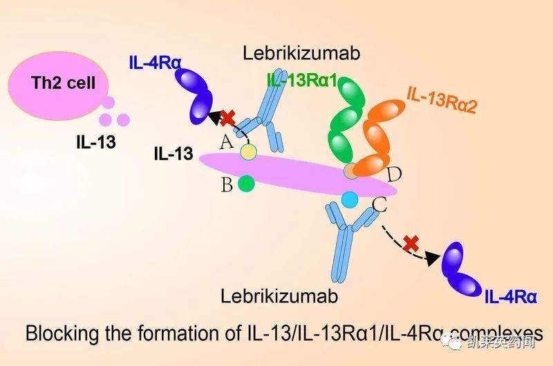礼来公布Lebrikizumab数据，80%患者维持皮肤症状清除和瘙痒缓解