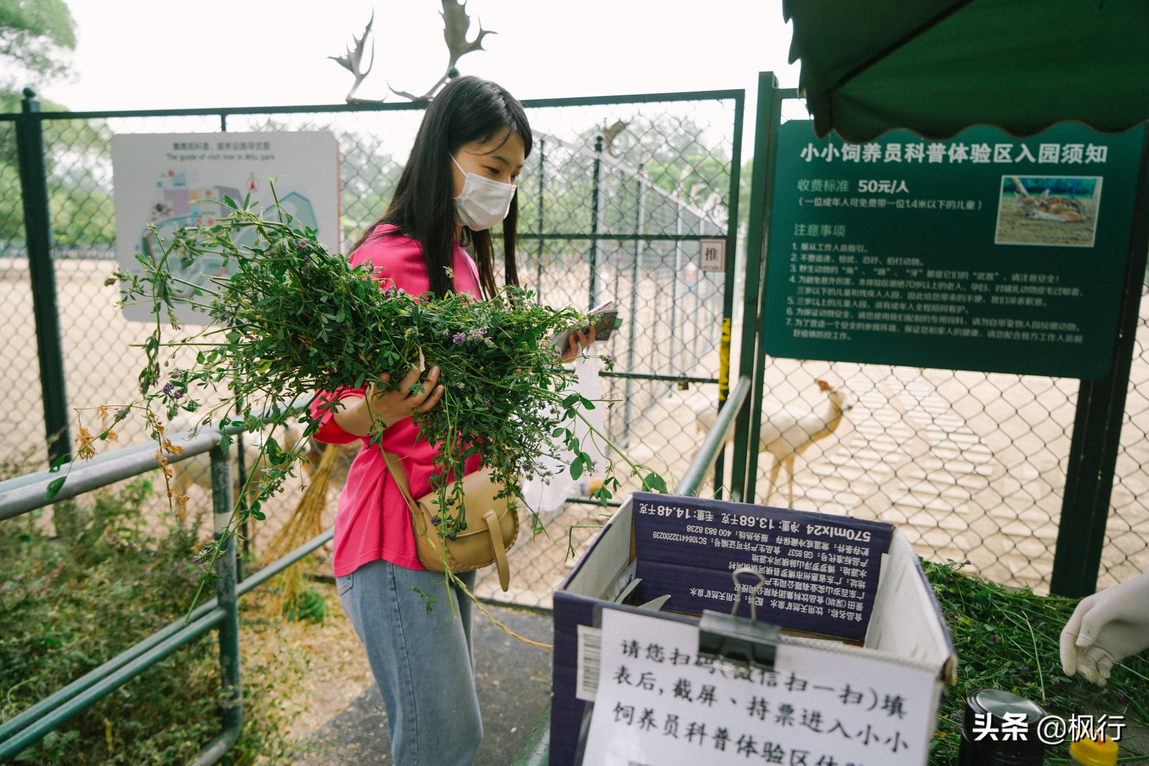 平替奈良小鹿,南海公园奈良小麋鹿