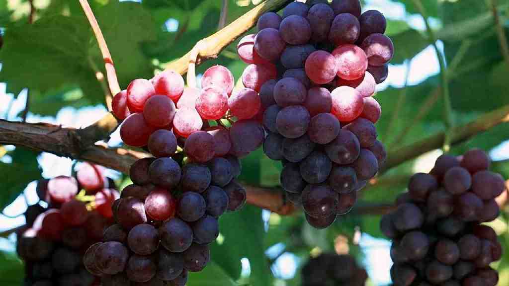 中国地理标志农产品品牌展播,济宁优质农产品品牌