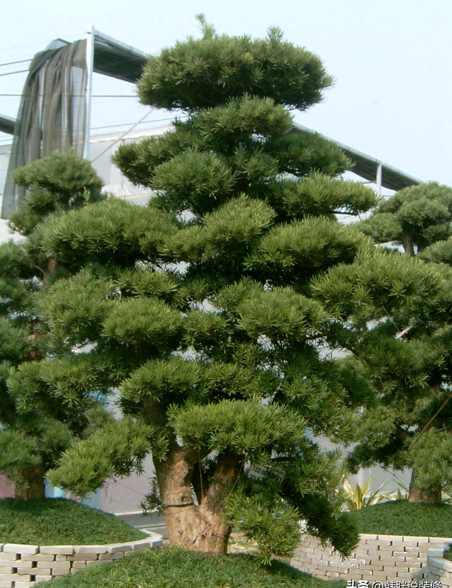 5种吉祥树,富贵吉祥树有哪些