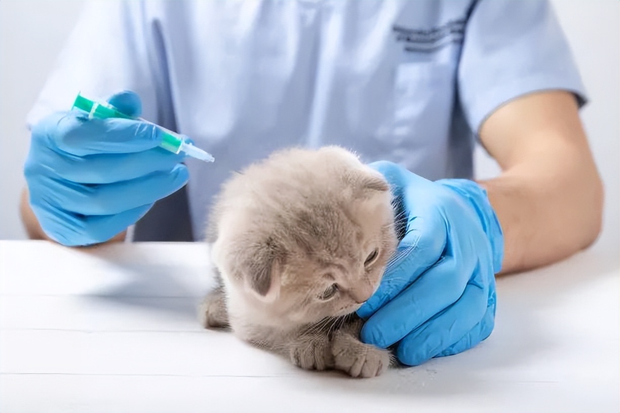 养猫新手注意事项,猫怎么养新手养猫需注意4大问题