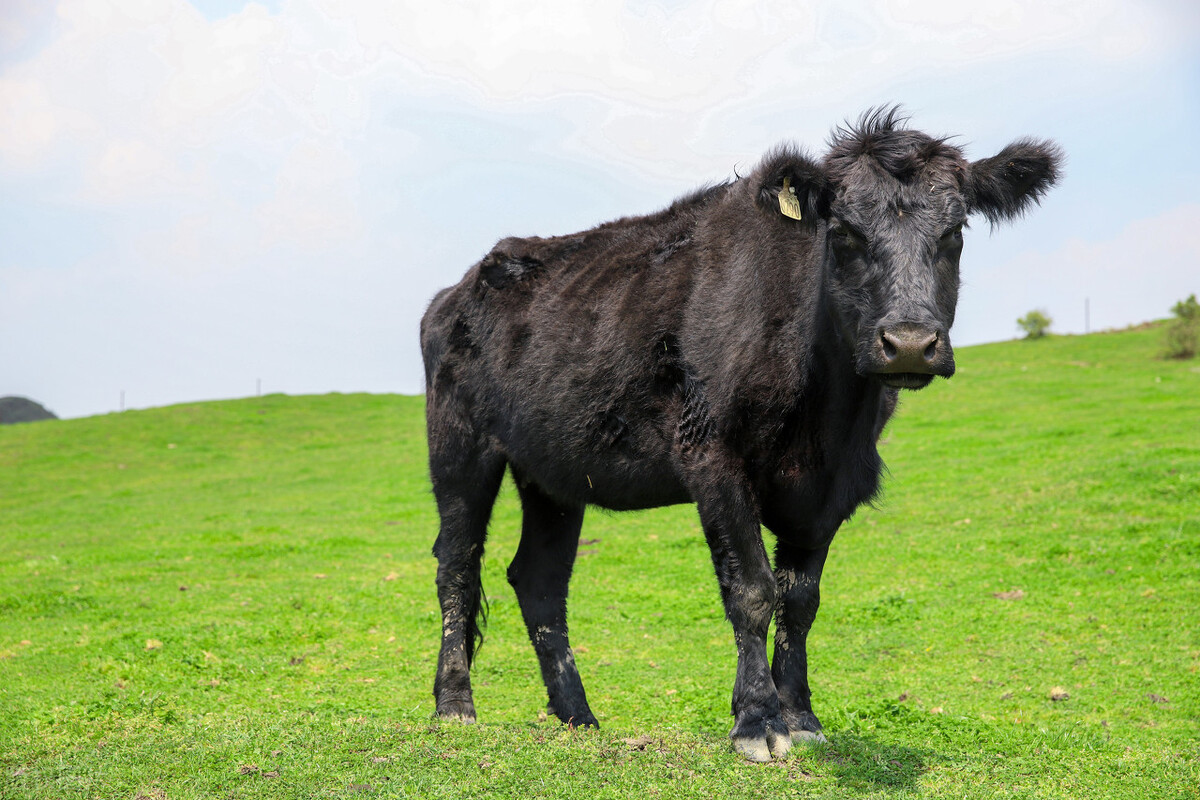 繁殖科技有前景吗,采用人工种子繁殖的优势