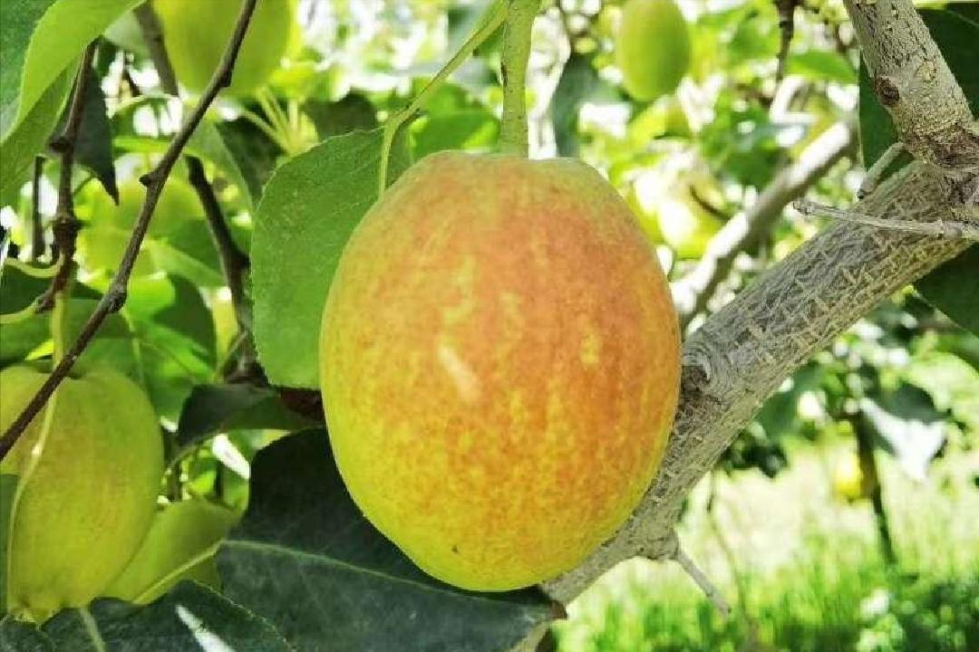 价格走高，梨果“涨声一片”，库尔勒香梨凭什么卖4元/斤的高价？