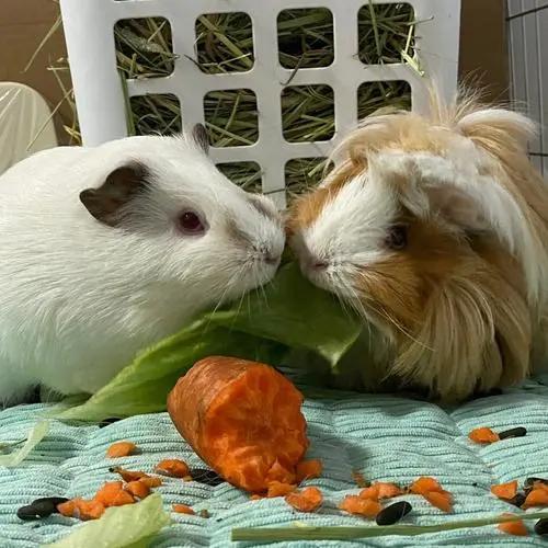 公母豚鼠体型对比,豚鼠雌雄区别