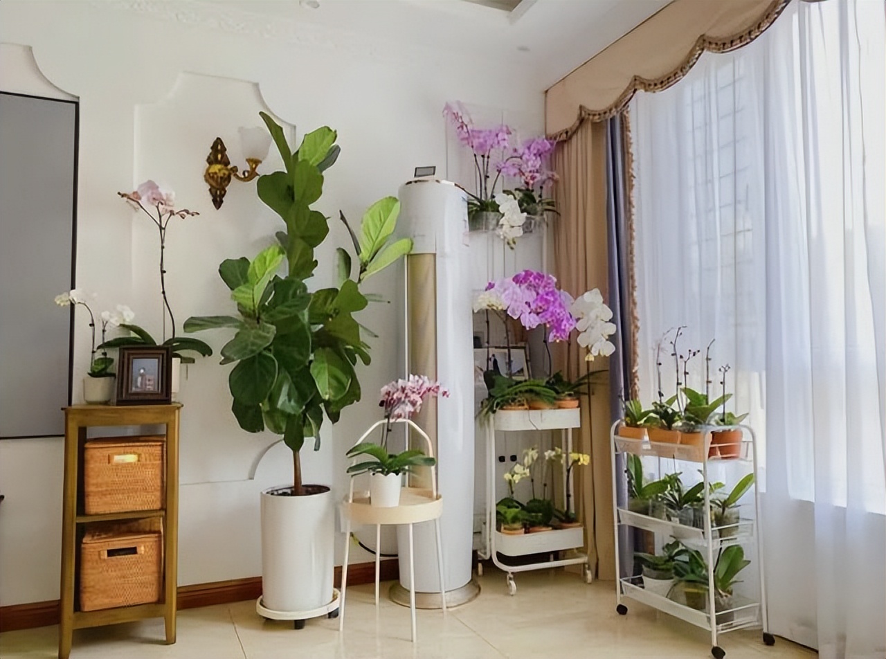 老人说，客厅见树，10家有9富，说得是真的吗？推荐9种吉祥树