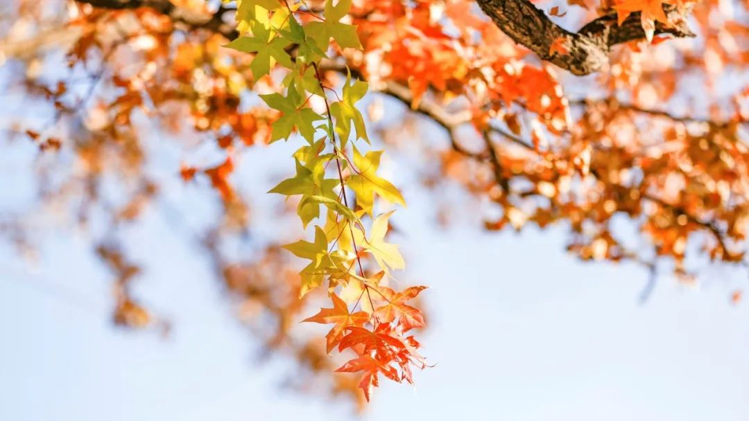 秋风的唯美诗词,十首最好的秋风诗