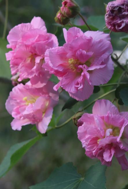 鎴愰兘缇庡悕,鎴愰兘甯傝姳鑺欒搲鑺卞洯