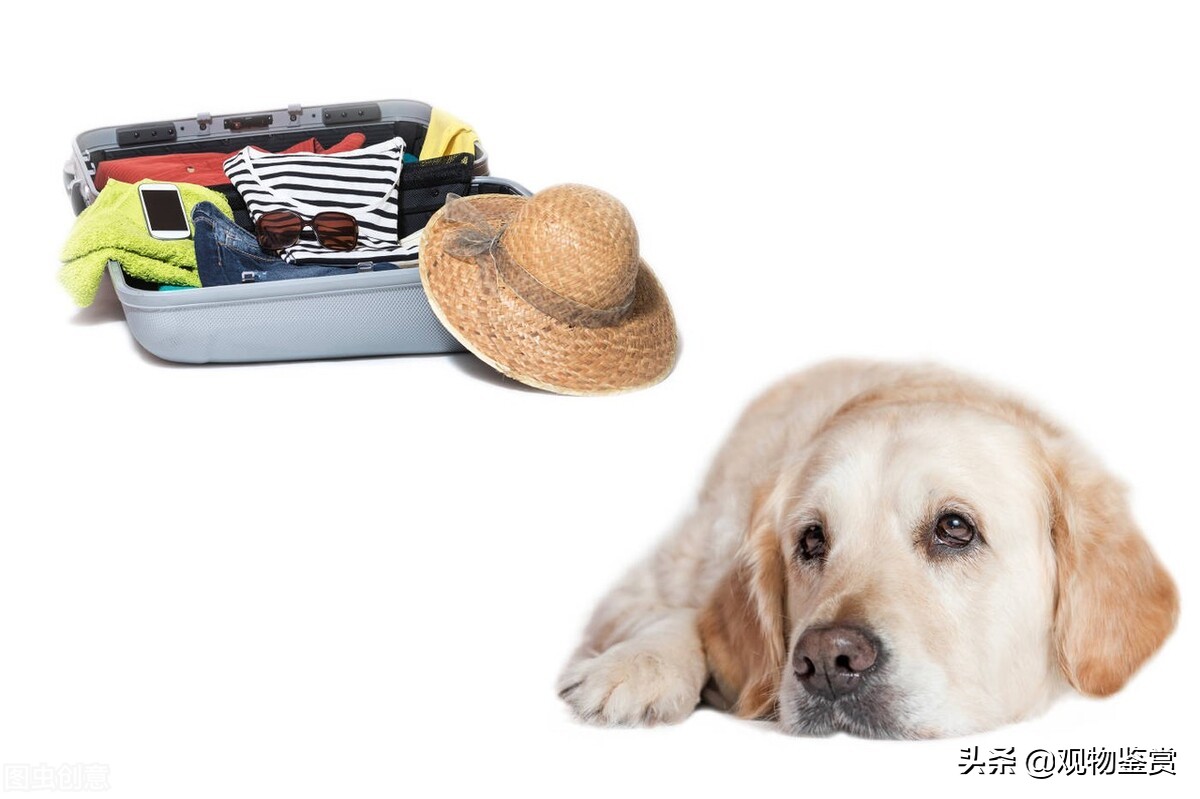 在外地养的宠物怎么样带回家,在外省养宠物狗怎么带回家