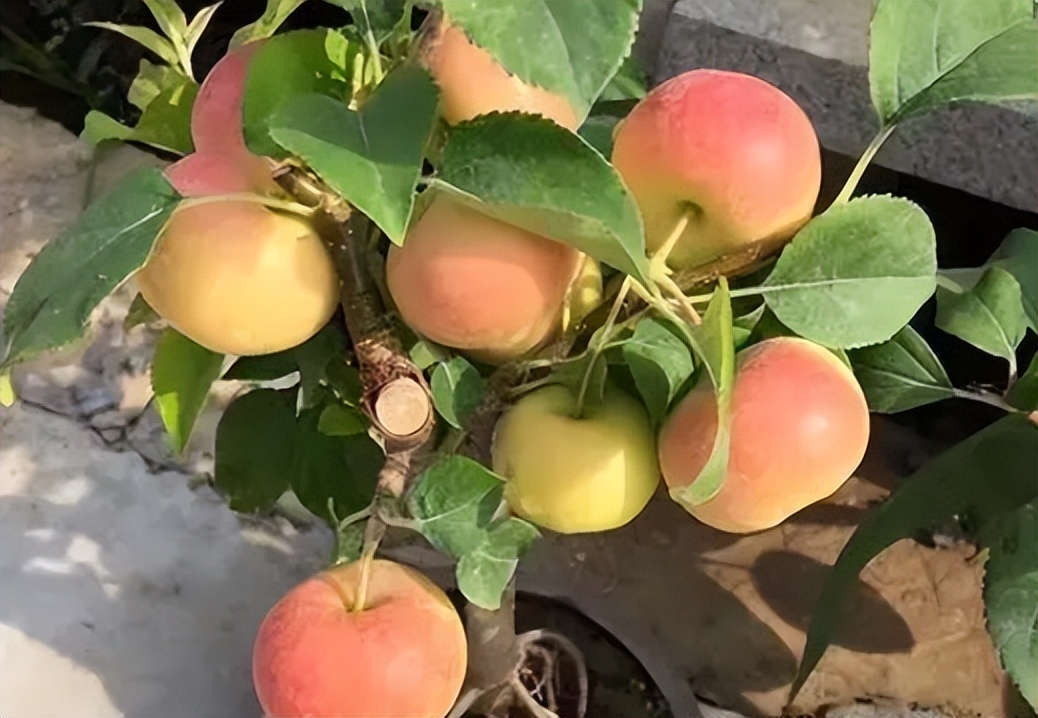 矮化苹果盆景种在家里能结果吗,苹果盆景矮化栽培