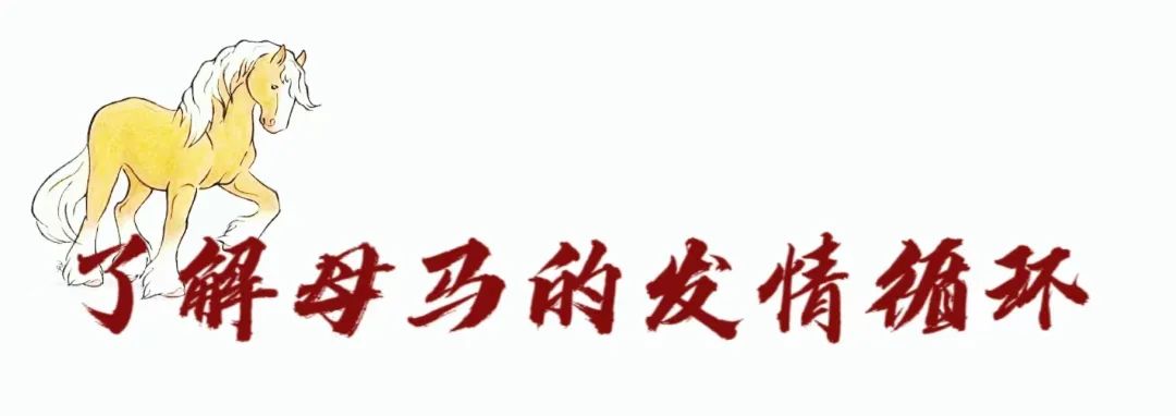 如何分辨马儿是否怀孕,马儿有没有怀孕怎么辨别