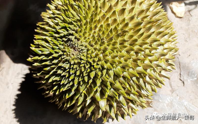 越南当地猫山王榴莲多少钱一斤,越南榴莲知识