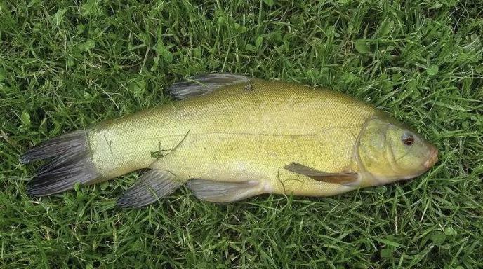 2020年禁养水产类名单,国家禁止放生的鱼类有哪些