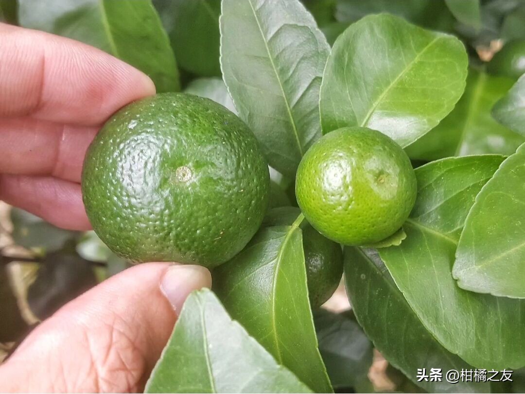 柑橘果型过大怎么办,柑橘膨果期果子长不大