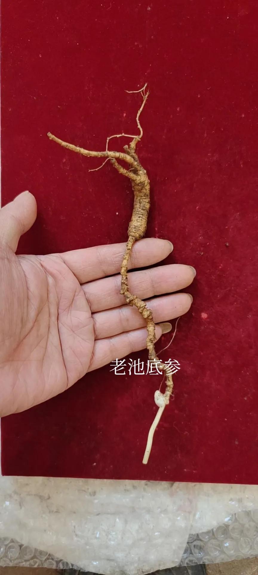 长白山的人参怎么分别,长白山人参和别的人参的区别