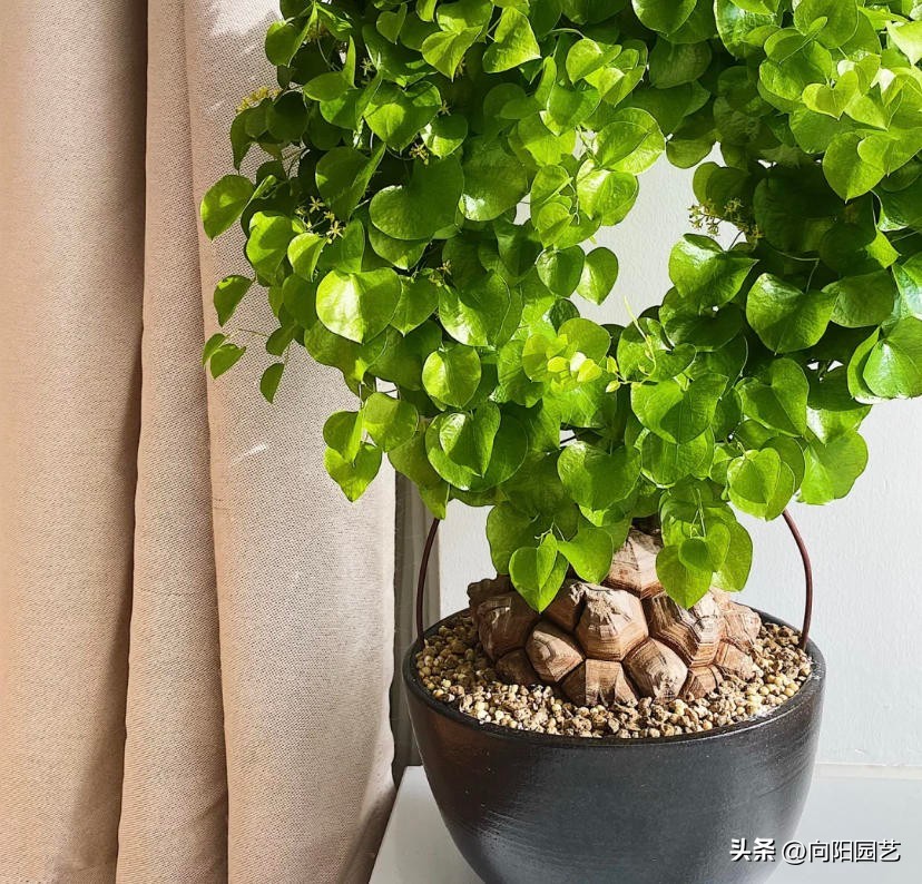 龟甲龙多长时间才能发根,南非龟甲龙先抽芽后发根吗