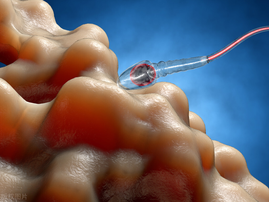 精子进入人体1小时变化,精子进入人体24小时变化
