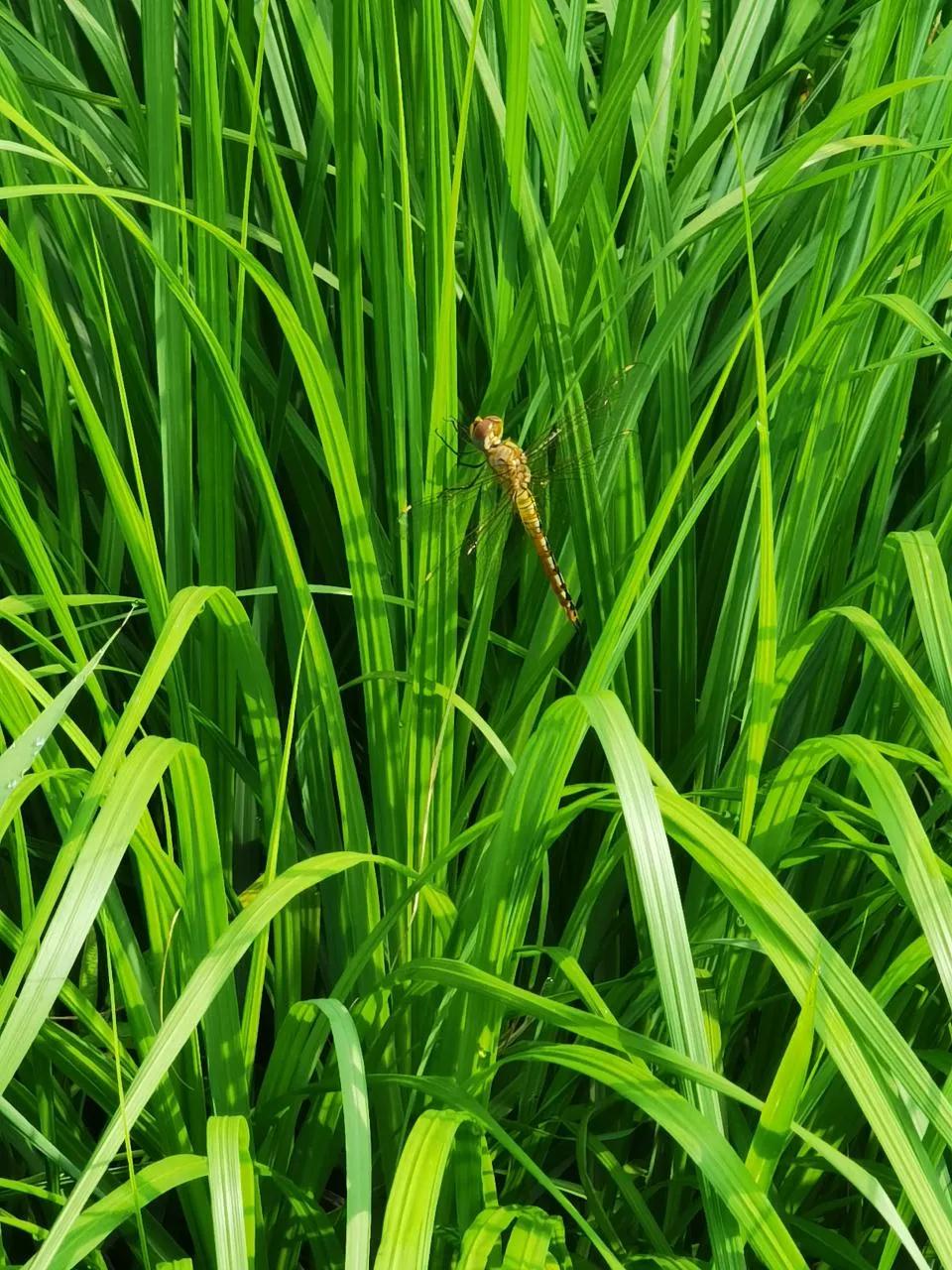 生活日记家的味道,生活札记300字
