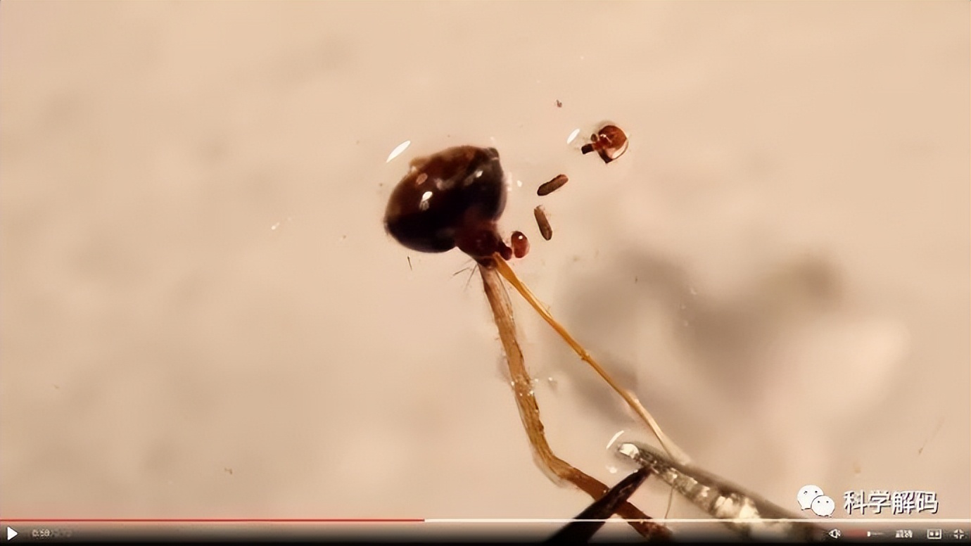 蚊子的嘴解剖,蚊子的内脏解剖照片