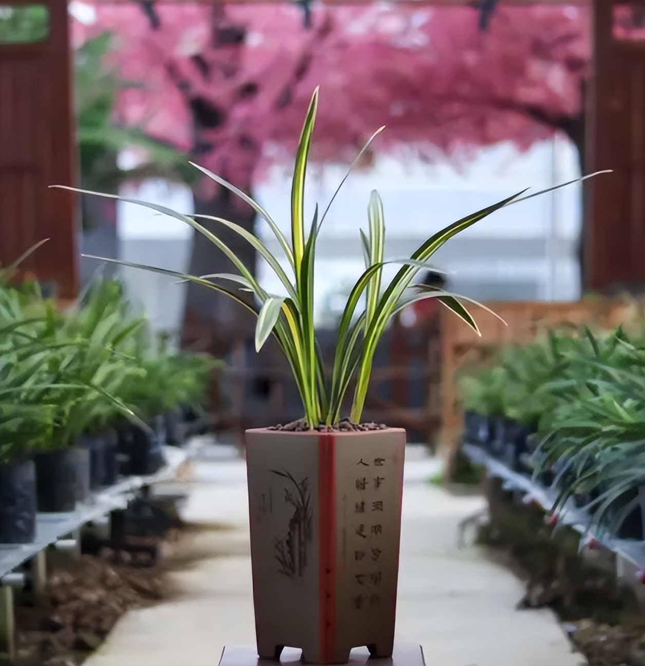 小山村种出了“院士菜”专家院士播下致富种子外出年轻人回乡创业