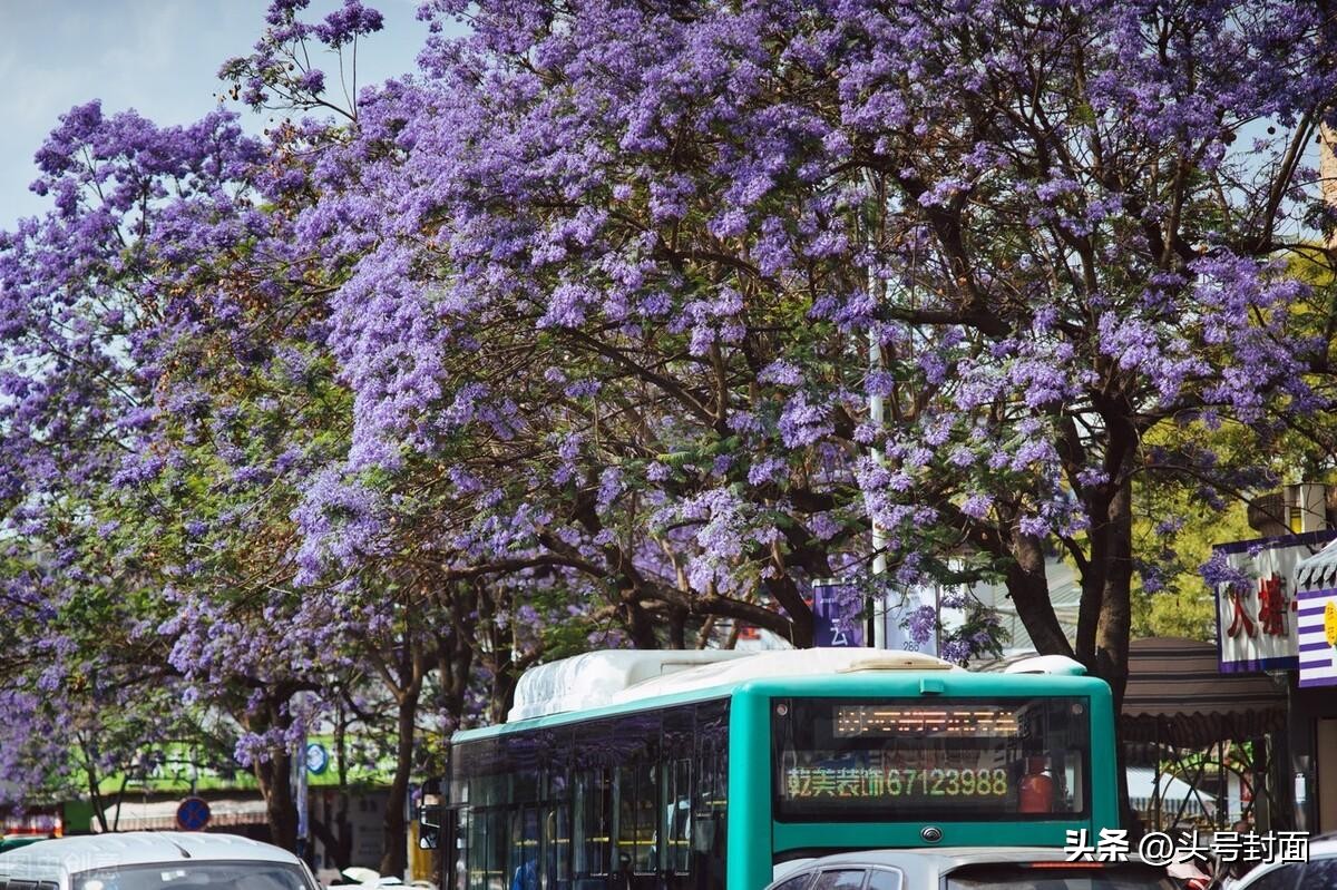 昆明再次戴上“特大城市”光环:昆明公交摘下历史光环?