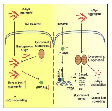 世界帕金森病日第28个主题,世界帕金森病日完整版