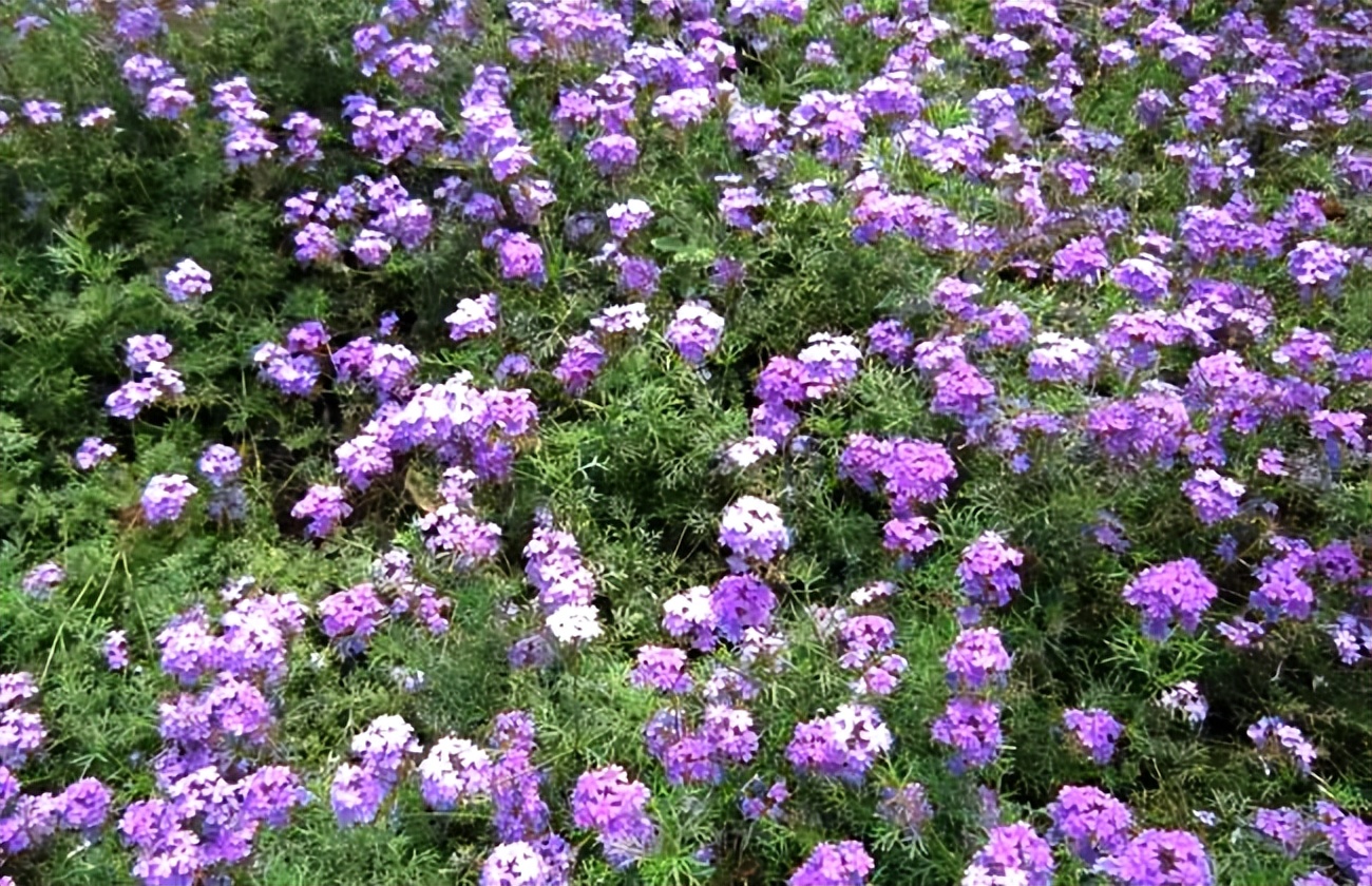 常觅春归不知处花田此地得逢君：栖云田园小镇·花间集