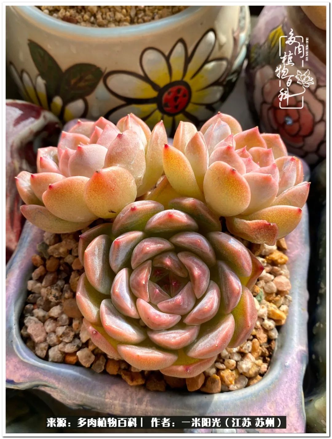 幸福就是珍惜当下所拥有的,珍惜当下所拥有的才是幸福的