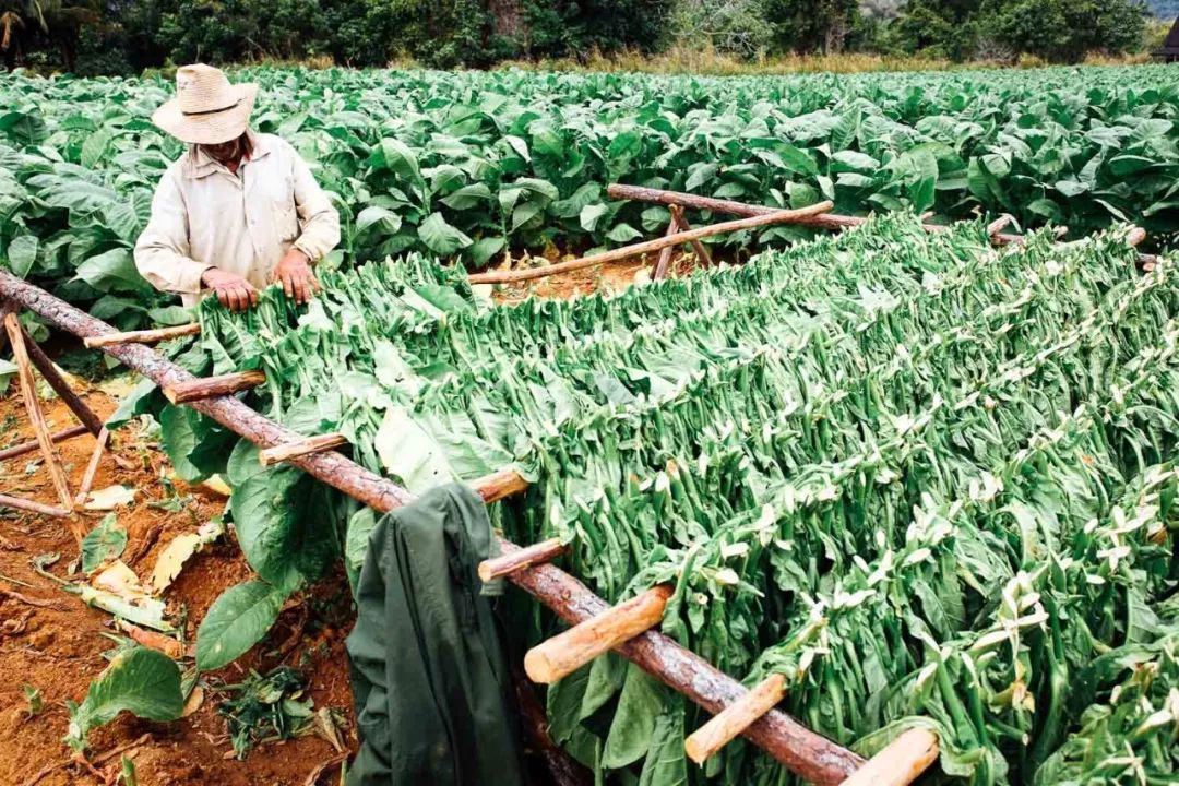 雪茄最贵价值多少一根,雪茄为什么那么贵还难抽