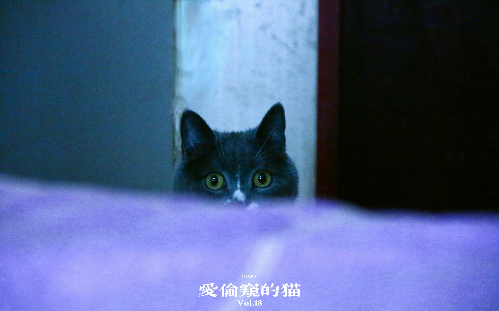 养猫记全集播放,恋猫记2