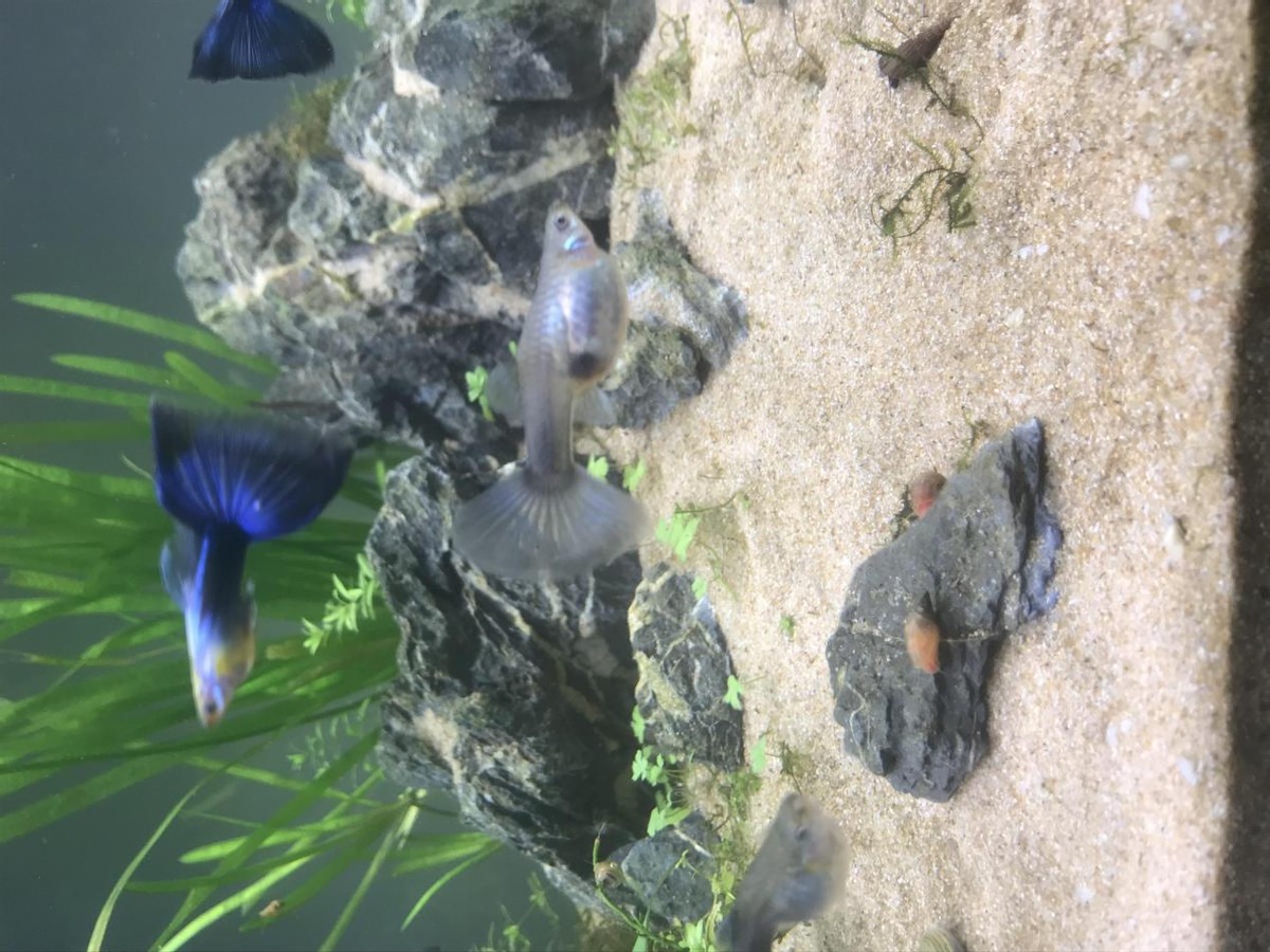 40缸古法生态缸养鱼密度,古法养鱼生态缸怎么种睡莲