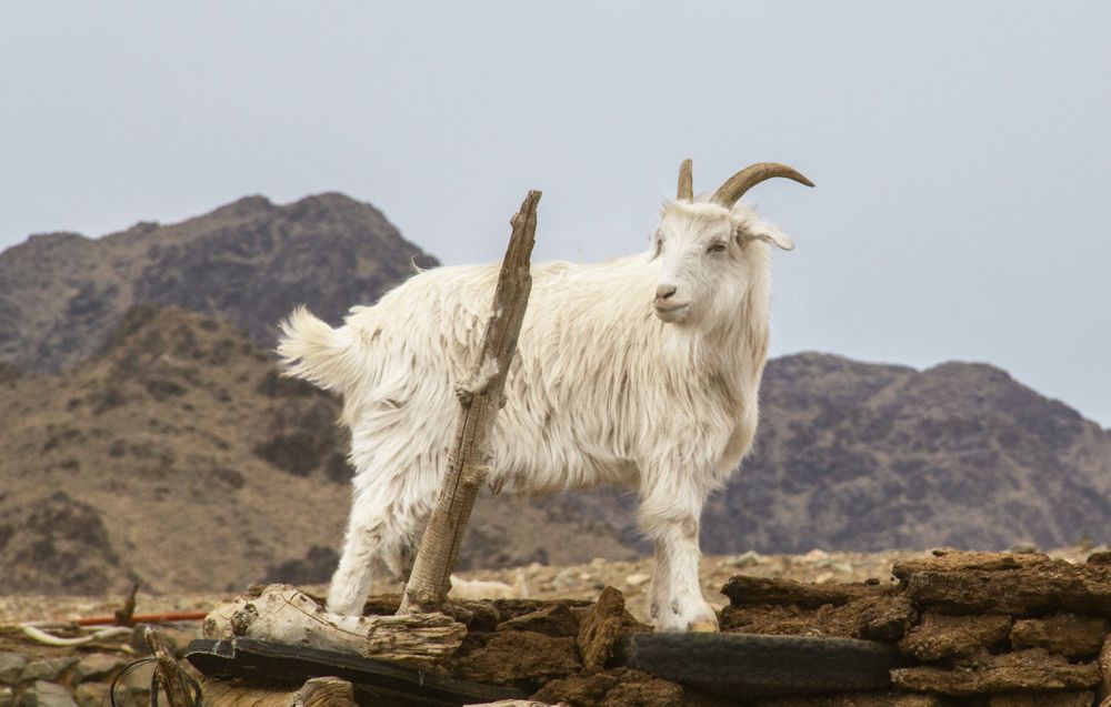 petermillar什么牌子,peter的手工制作