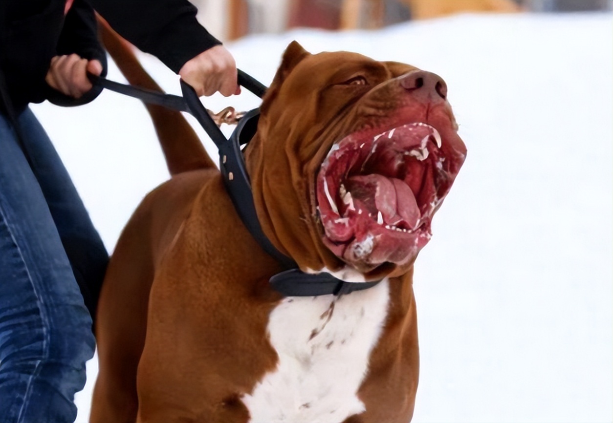 回顾杭州母女被4只烈性犬咬至休克，狗主人叫嚣：有本事你告我啊