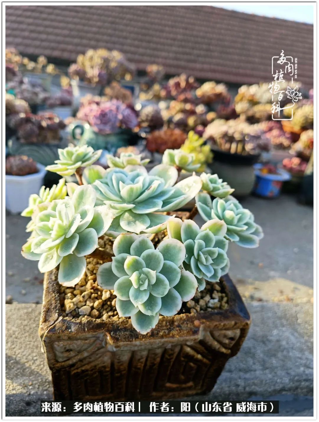 浜洪棿鐑熺伀鑷湁涓囧崈棰滆壊,浜洪棿鐑熺伀鐨嗘槸骞冲嚒棰滆壊