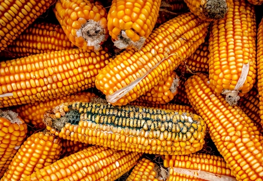 吃发霉玉米一家人中毒身亡,吃了发霉的玉米会得肝癌吗