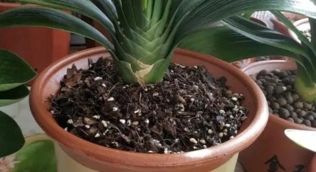 养花先“养根”，3个“小方法”，根系疯长，枝叶繁茂