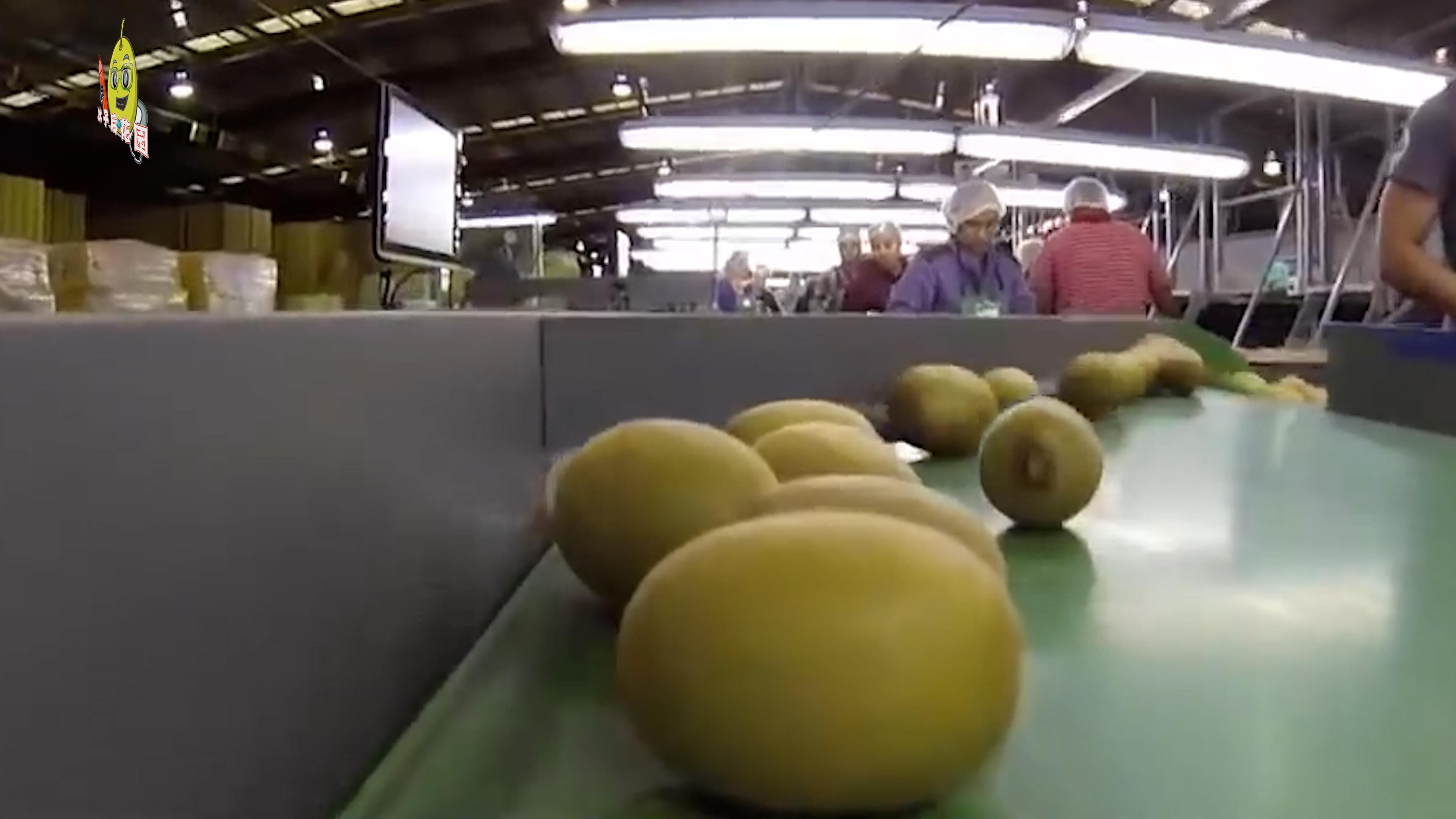 奇异王国猕猴桃,中国猕猴桃新西兰奇异果哪个好吃