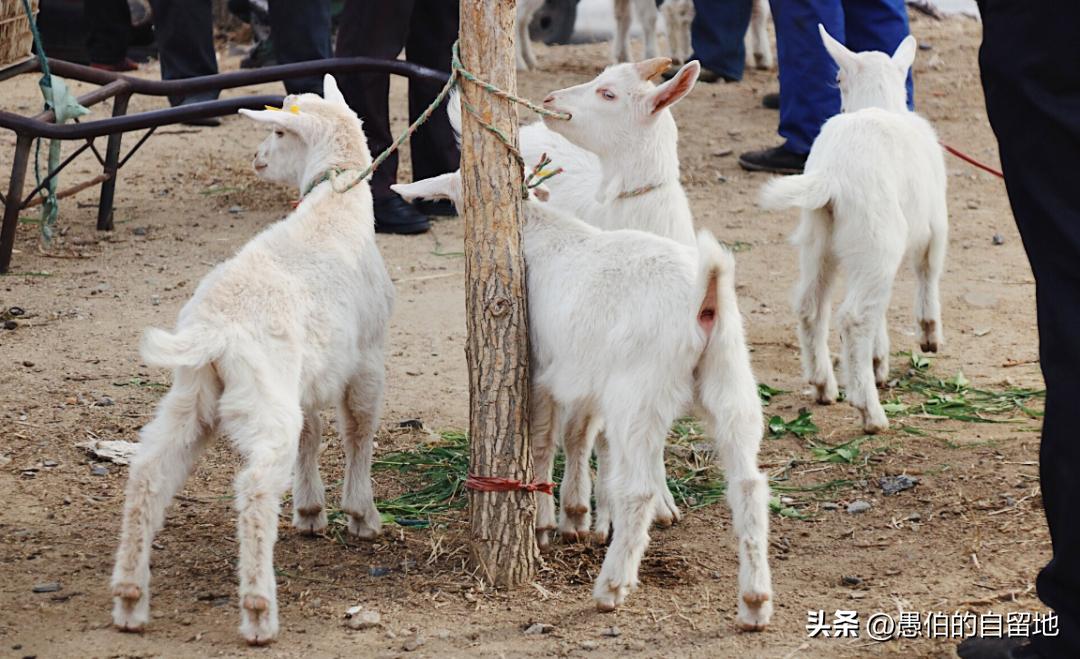 怀念丰县乡村的集市,90年代丰县大集